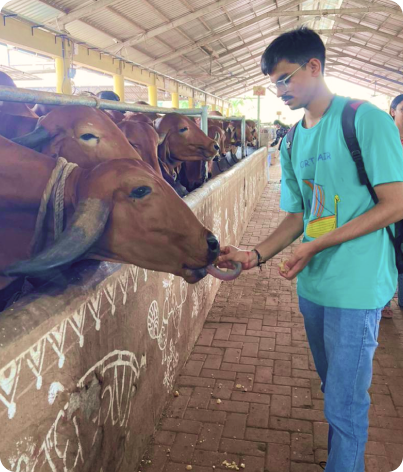 Team member feeding the cows
