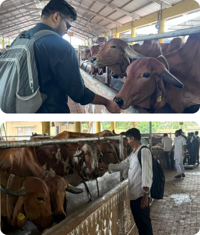 Team members feeding and caring for the cows