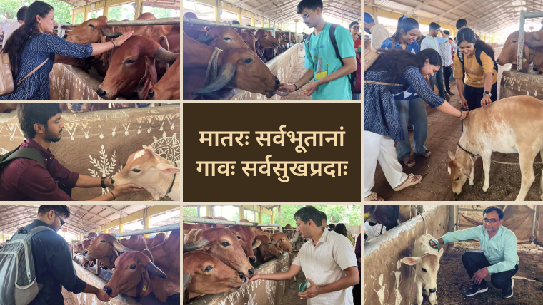 A Journey of Compassion: Gau Seva