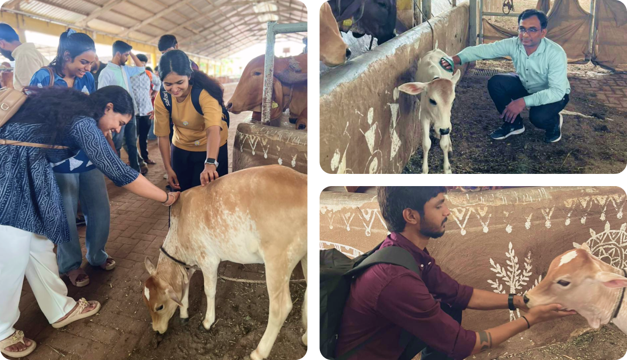 Team member caring for a cow